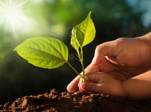 NỖ LỰC GIẢM THIỂU KHÍ CO2 BẰNG CÂY XANH NHÂN TẠO, GIẢM BỚT ÁP LỰC TỪ VIỆC CHÁY RỪNG AMAZON