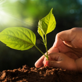 NỖ LỰC GIẢM THIỂU KHÍ CO2 BẰNG CÂY XANH NHÂN TẠO, GIẢM BỚT ÁP LỰC TỪ VIỆC CHÁY RỪNG AMAZON